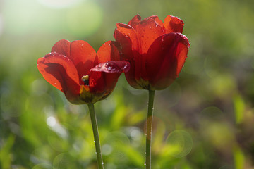 red tulip with water droplets in the garden