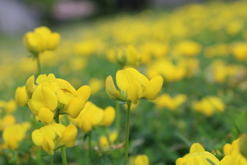 field of yellow flowers