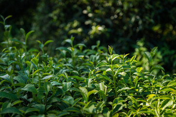 Closeup of tea plant