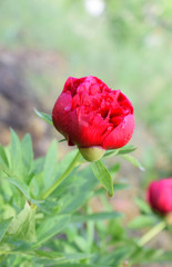 Obraz premium Beautiful red not fully bloomed peon covered with morning dew on a blurred background.