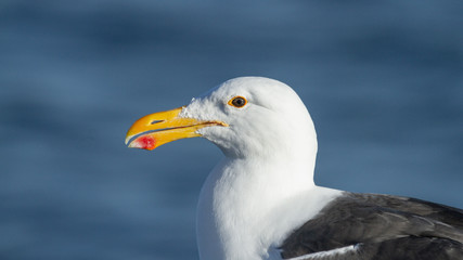 Kelp Gull (Larus dominicanus) catching rays in Walvis Bay Lagoon 