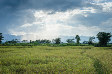 Fototapeta na wymiar Landscape of field rice with clouds sky
