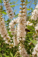  white flower blooming in summer with a bee on a hot sunny day,