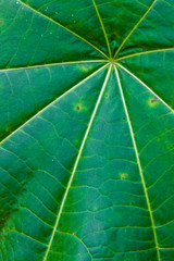 Hojas de plantas  varias para fondo de texturas
