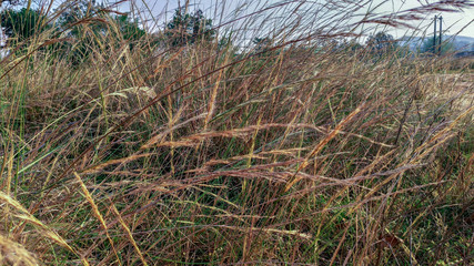 grass in the wind