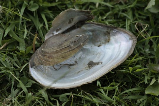 Close-up Of Swan Mussel On Grass