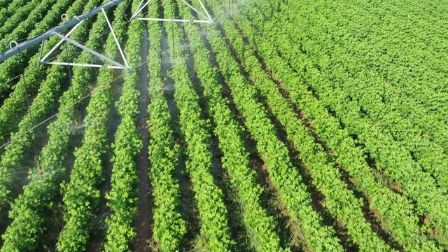 Irrigating a cotton crop, Burleson County, Texas, USA