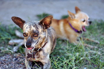 A brindle Chihuahua dog pants and seems to smile while looking at the camera. Another, smaller, brown Chihuahua dog reclines in the background in bokeh. 