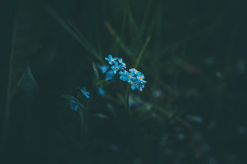Fototapeta na wymiar blue forget-me-not flowers among the green tall grass