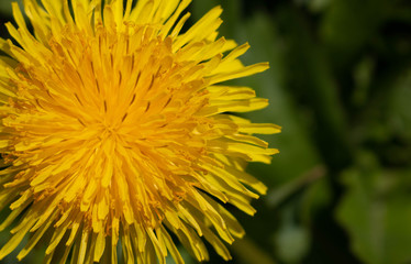 Dandelion close-up is located on the left in the photo.Space for your text