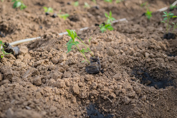 Closeup of young chilli plant in farm