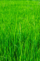 Obraz premium green of field rice