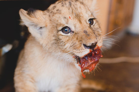 Photo of a lion cub that eats meat with blood