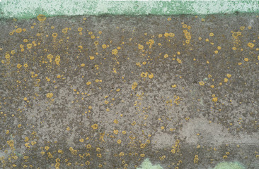 the old concrete wall covered with lichen