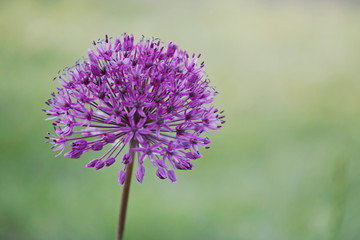Lila Flieder-Lauch in einem Bauerngarten. Blume. Allium.