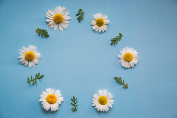Obraz premium Close up picture of small daisies laying in round frame with copy space for text in the middle as getting card concept on light blue background, small chamomiles frame with green leaves wallpaper 