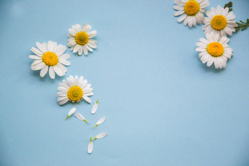 Fototapeta premium Small chamomile on light blue background with petals on the side and small yellow middle, as natural blooming flower wallpaper with copy space flat lay concept for text on greeting card design