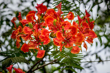 Sun bird in the tree
