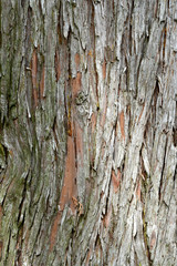 Fototapeta premium Bark surface trace of a large tree