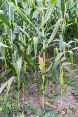 Obraz premium Farm of corn plant closeup