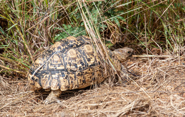 A closeup of a young adult leopard tortoise (Stigmochelys pardalis), attractively marked with black blotches, dashes and stripes on a yellow background, in the South African bushveld.