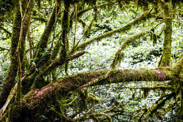 tropical leaves. Tropical rain forest. Beautiful background for illustration