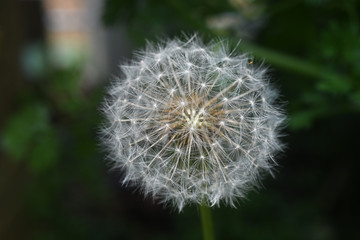 Obraz premium dandelion