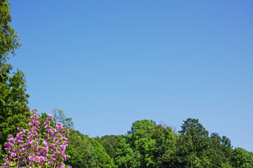Fototapeta premium ゼニアオイの花と緑の森の木々と青空