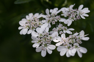 coriander flower