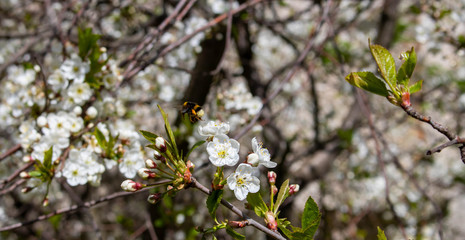 A bee on a cherry blossom. In spring, the bee pollinates the flowers. Small details close-up.