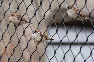 House sparrows perching on a chain-link fence