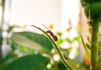 Ant on leaf 1