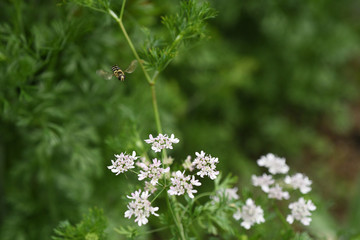 coriander flower