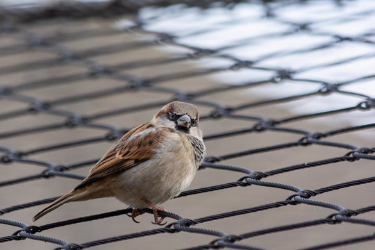 Male house sparrow perched on chain-link fence