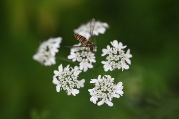coriander flower