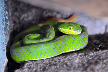 Trimeresurus albolabris, Crotale des bambous
