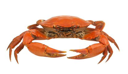 Big cooked crab isolated on white background