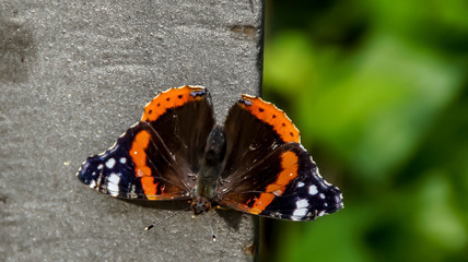 Fototapeta na wymiar Farfalla colorata in primavera