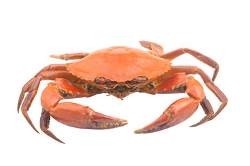 Big cooked crab isolated on white background