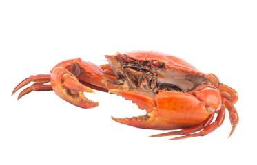 Big cooked crab isolated on white background