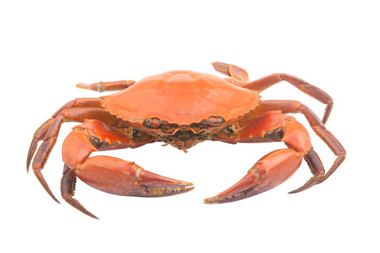 Big cooked crab isolated on white background