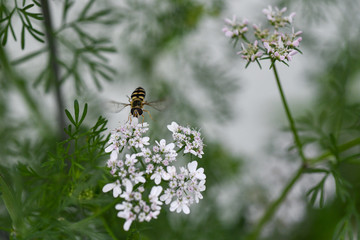 coriander flower