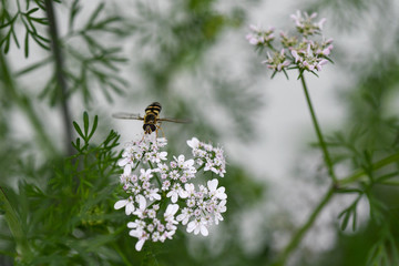 coriander flower