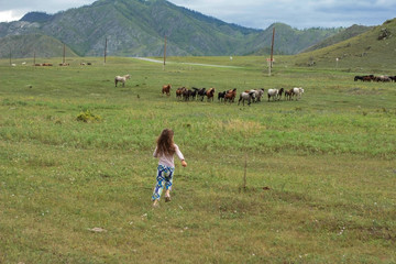 A herd of horses running through the meadow. Girl running for horses. Russia,Altai.