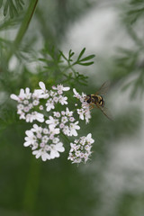 coriander flower