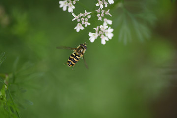 coriander flower