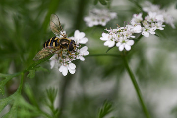 coriander flower