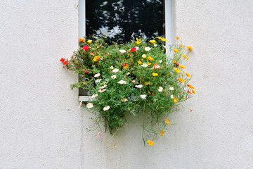 Flowers in windowsill of an exterior wall with copy space