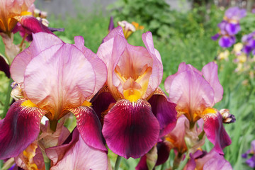 Iris Germanica Ambassadeur bearded iris flower with dark velvety-maroon bicolored bloom