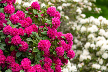 Bushes of rhododendrons. City Park, Grosser Garten in Dresden, Saxony